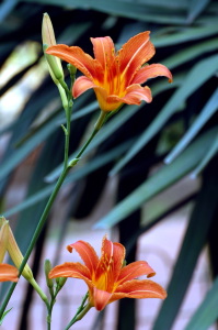 lilium5