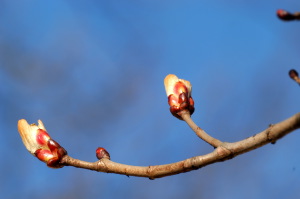 magnolia1