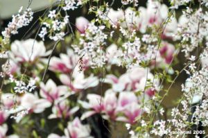 magnolia1_050405.jpg