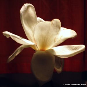 magnoliaperte1