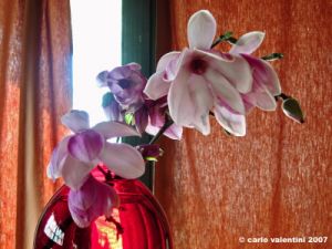 magnolie