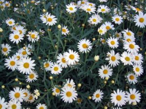 margherite_040520