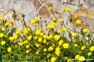 margherite_gialle1