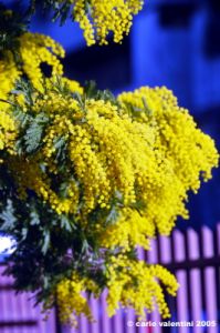 mimosa01