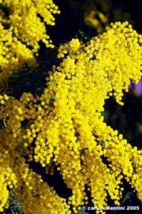 mimosa03