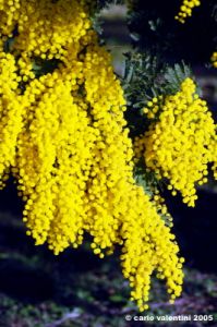 mimosa06