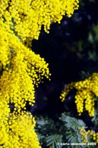 mimosa07