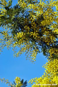 mimosa09