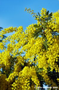 mimosa10