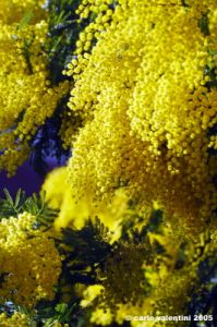 mimosa14