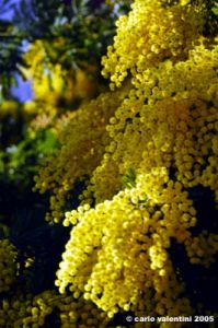 mimosa15