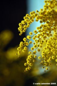 mimosa20