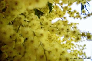 mimosa3
