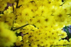 mimosa6