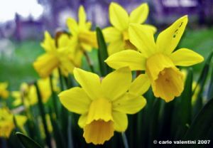 narcisi1