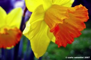 narcisi5