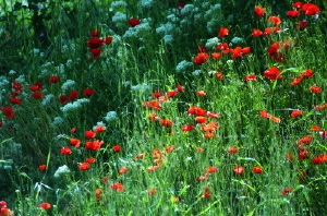 papaveri01_040501
