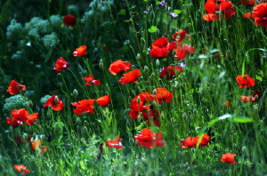 papaveri05_040501
