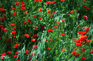 papaveri07_040501