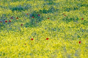 primavera1_040514