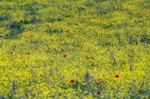 primavera2_040514