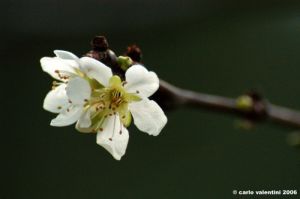 primo_fiore1