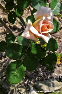 rosa01_070424