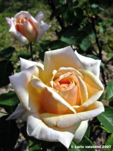 rosa03_070424