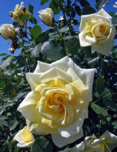 rosa04
