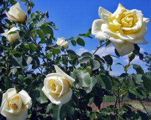 rosa05