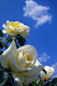rosa07