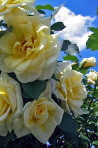 rosa08