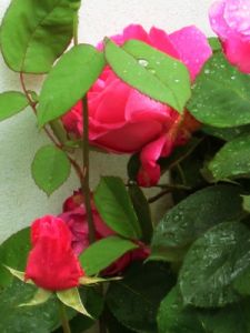 rosa3_040512
