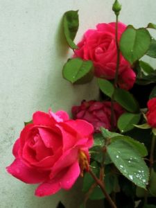 rosa4_040512