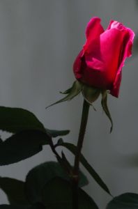 rosa_040507