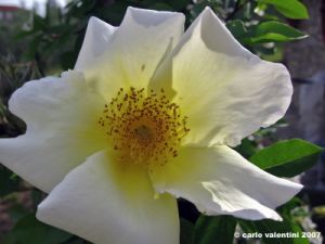rosa_antica_rimaggio02