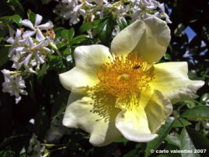 rosa_antica_rimaggio05