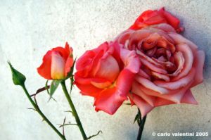 rosa_rosa