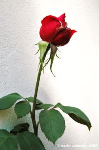 rosa_rossa