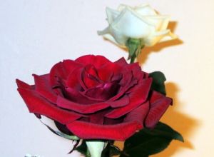 rose_mazzo1