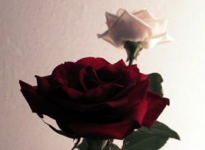 rose_mazzo2