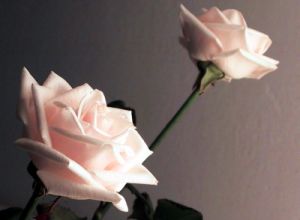 rose_mazzo4