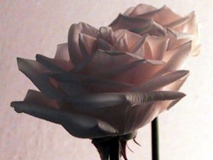 rose_mazzo9