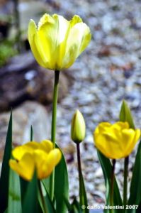 tulipani03_070401