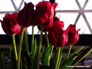 tulipani04