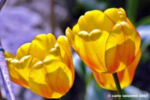 tulipani07
