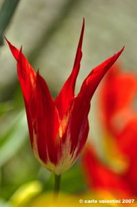 tulipani08