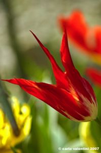 tulipani10