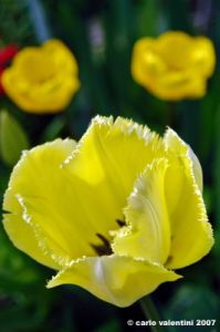 tulipani11