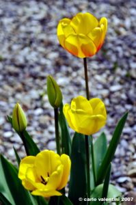 tulipani14
